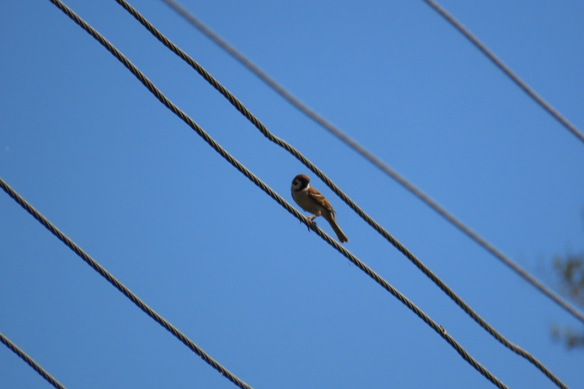 Eurasian Tree Sparrow - ML619919680