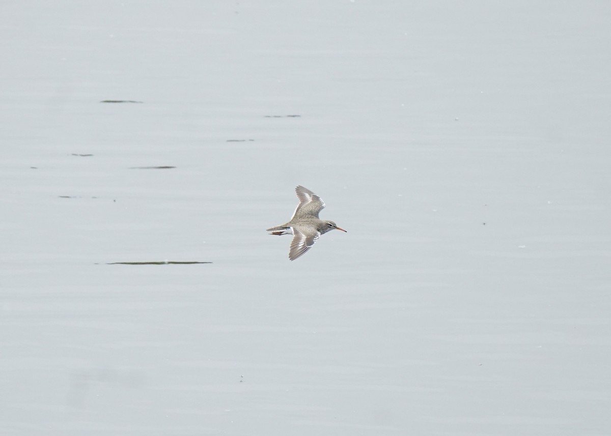 Spotted Sandpiper - ML619919694