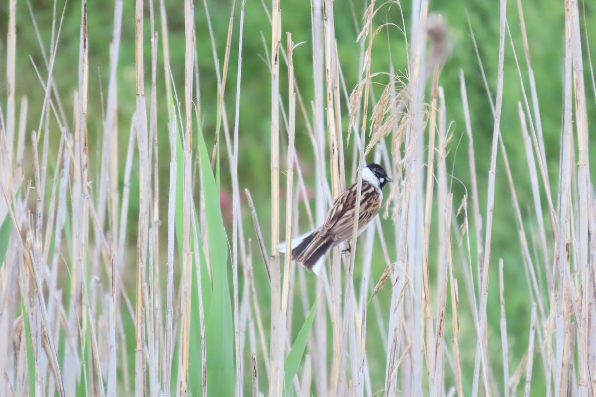 Reed Bunting - ML619919696