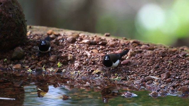 White-rumped Munia - ML619919704