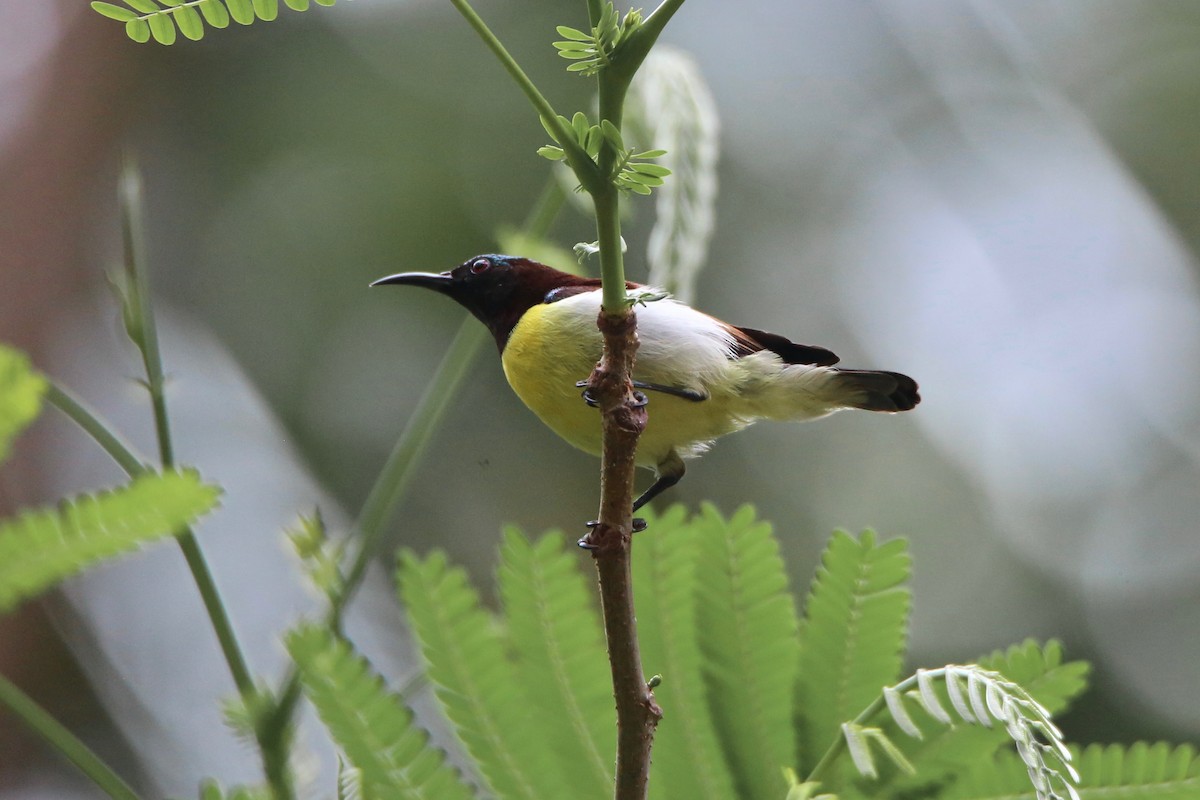 Purple-rumped Sunbird - ML619919722