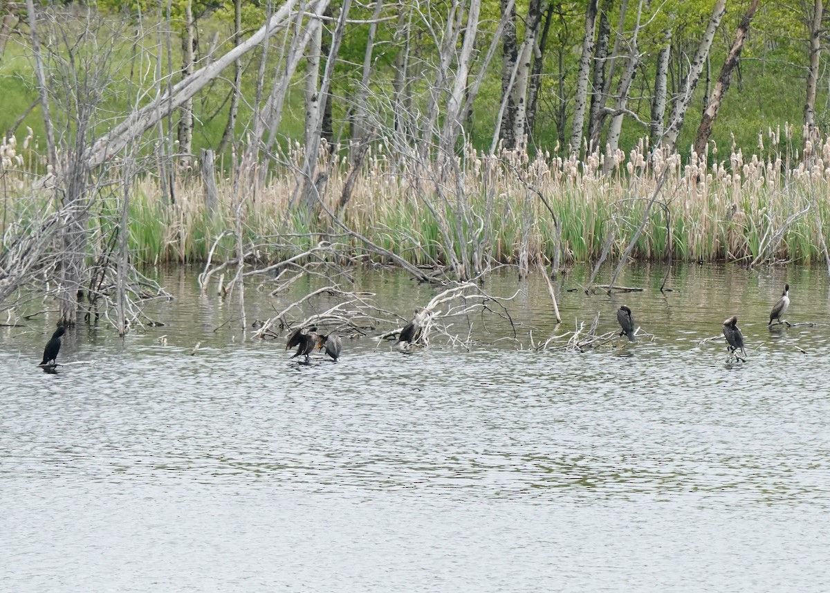 Double-crested Cormorant - ML619919725