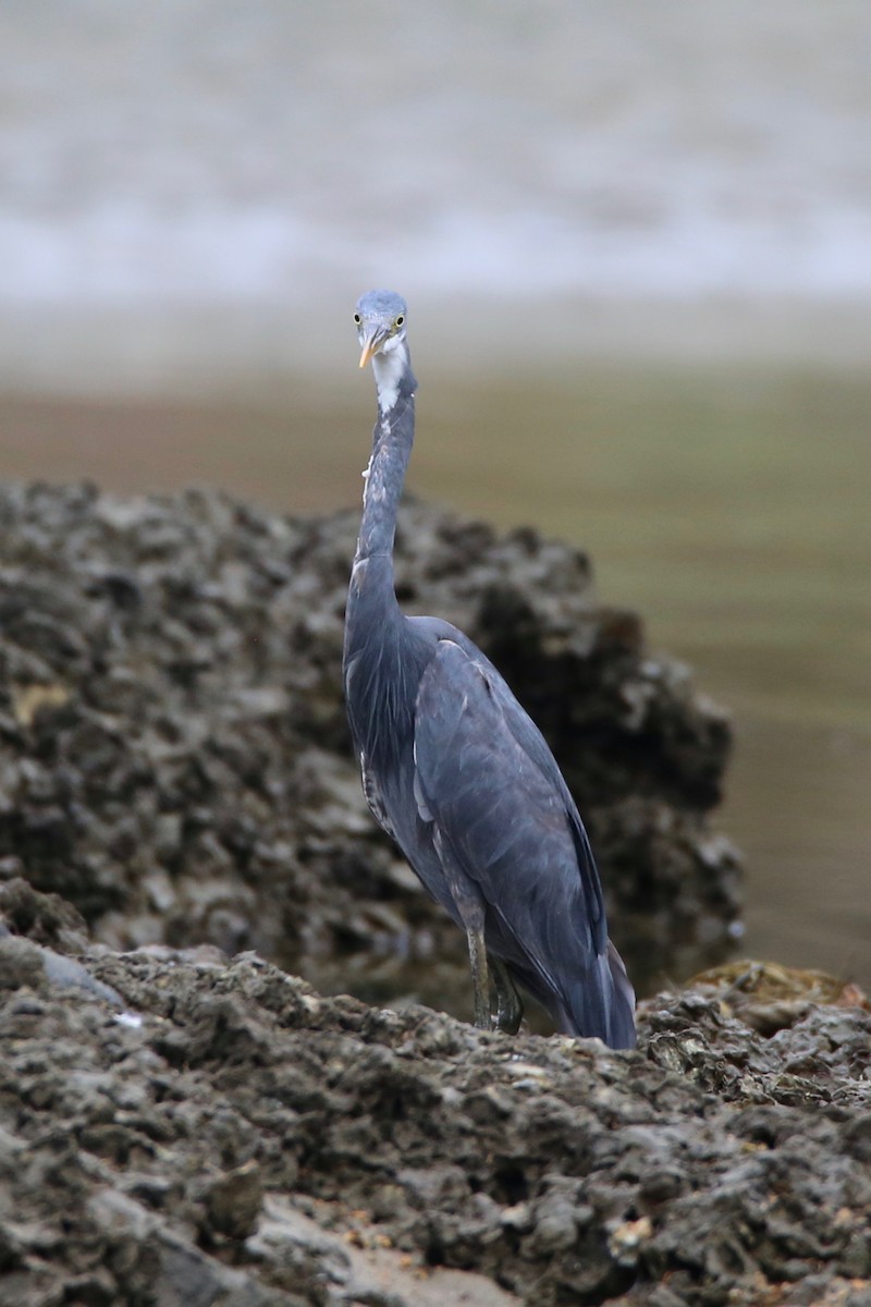 Aigrette à gorge blanche - ML619919739