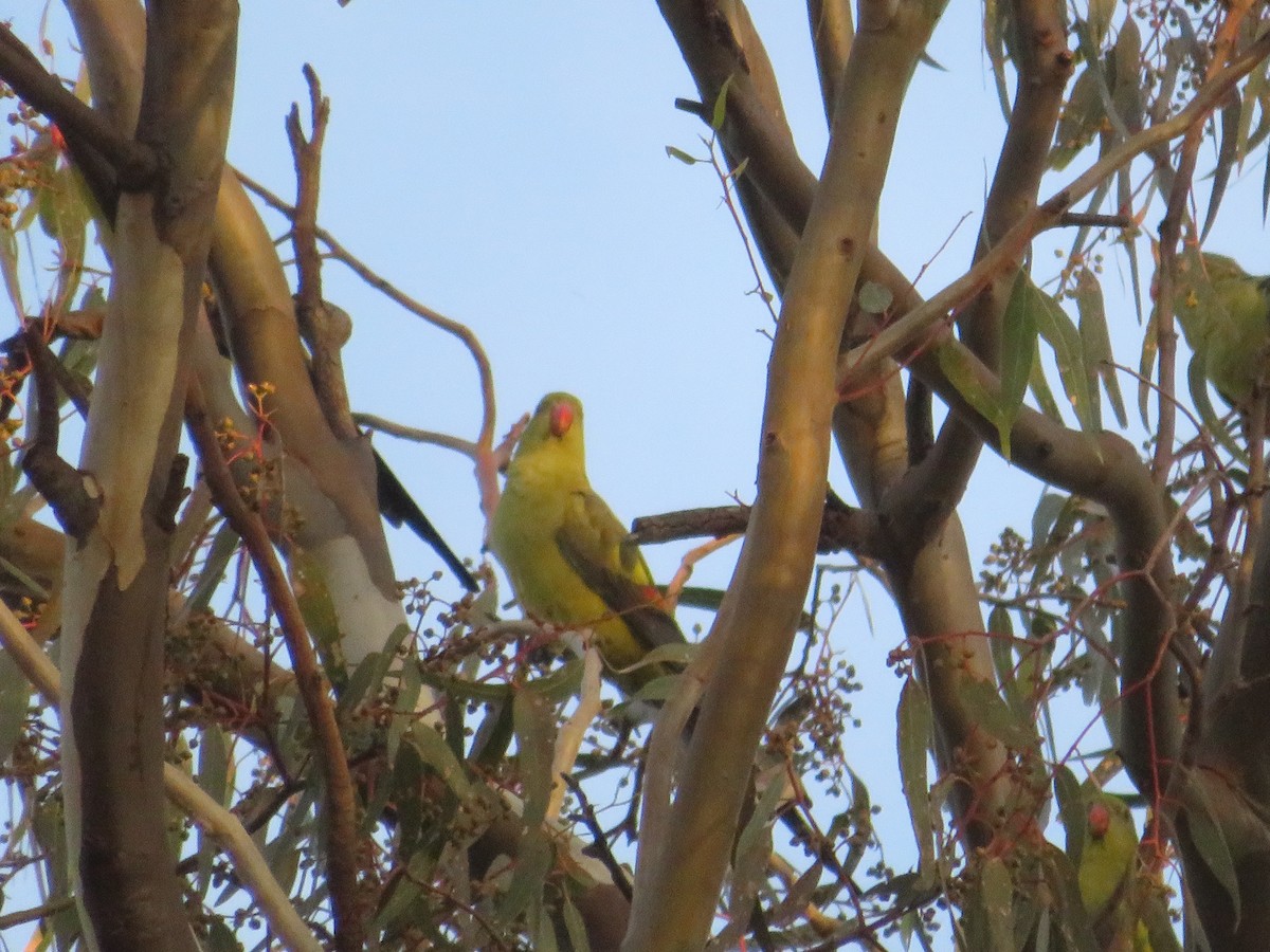 Regent Parrot - ML619919759