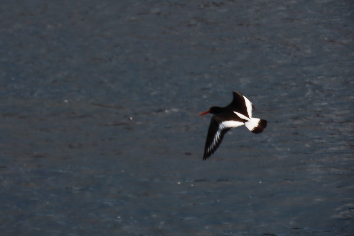 Eurasian Oystercatcher - ML619919760