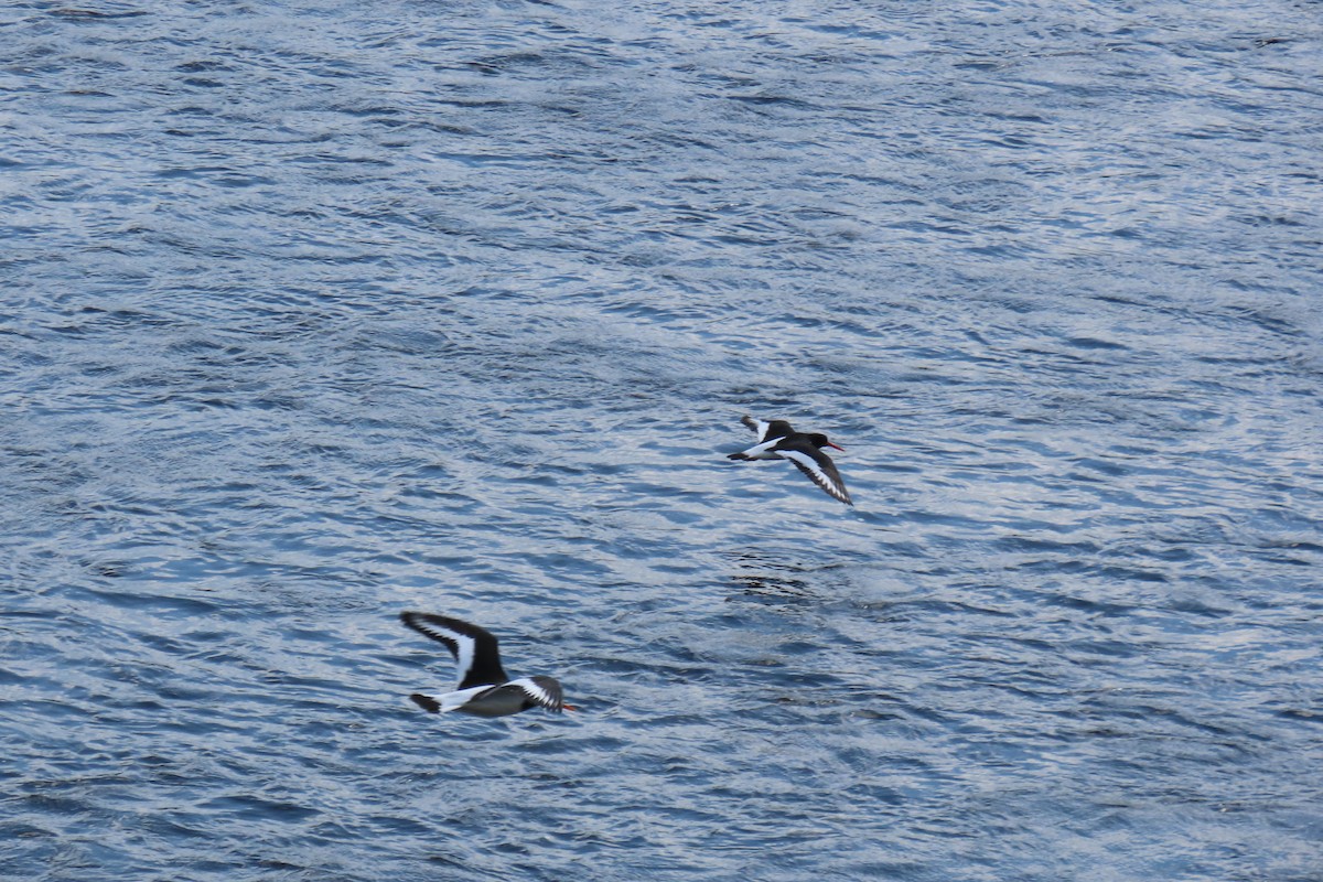 Eurasian Oystercatcher - ML619919761