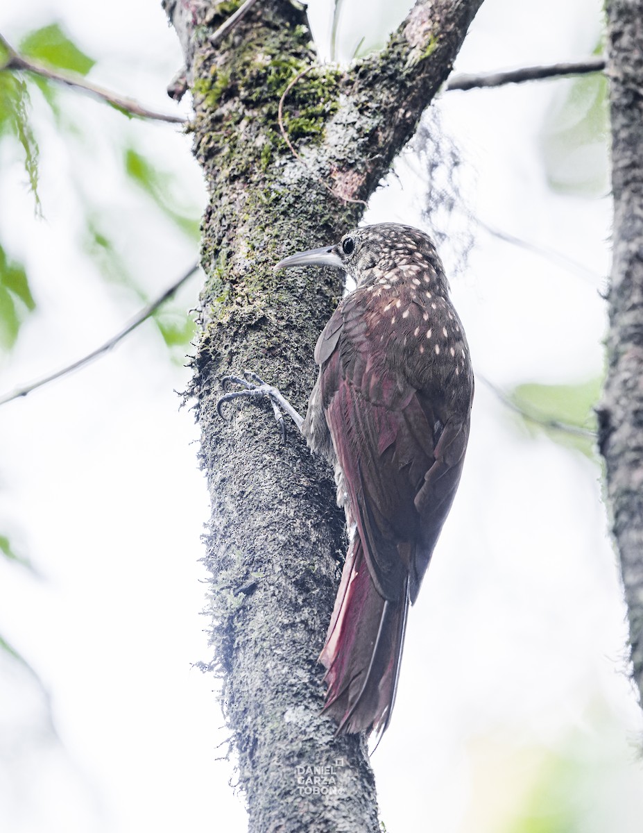 Spotted Woodcreeper (Spotted) - ML619919771