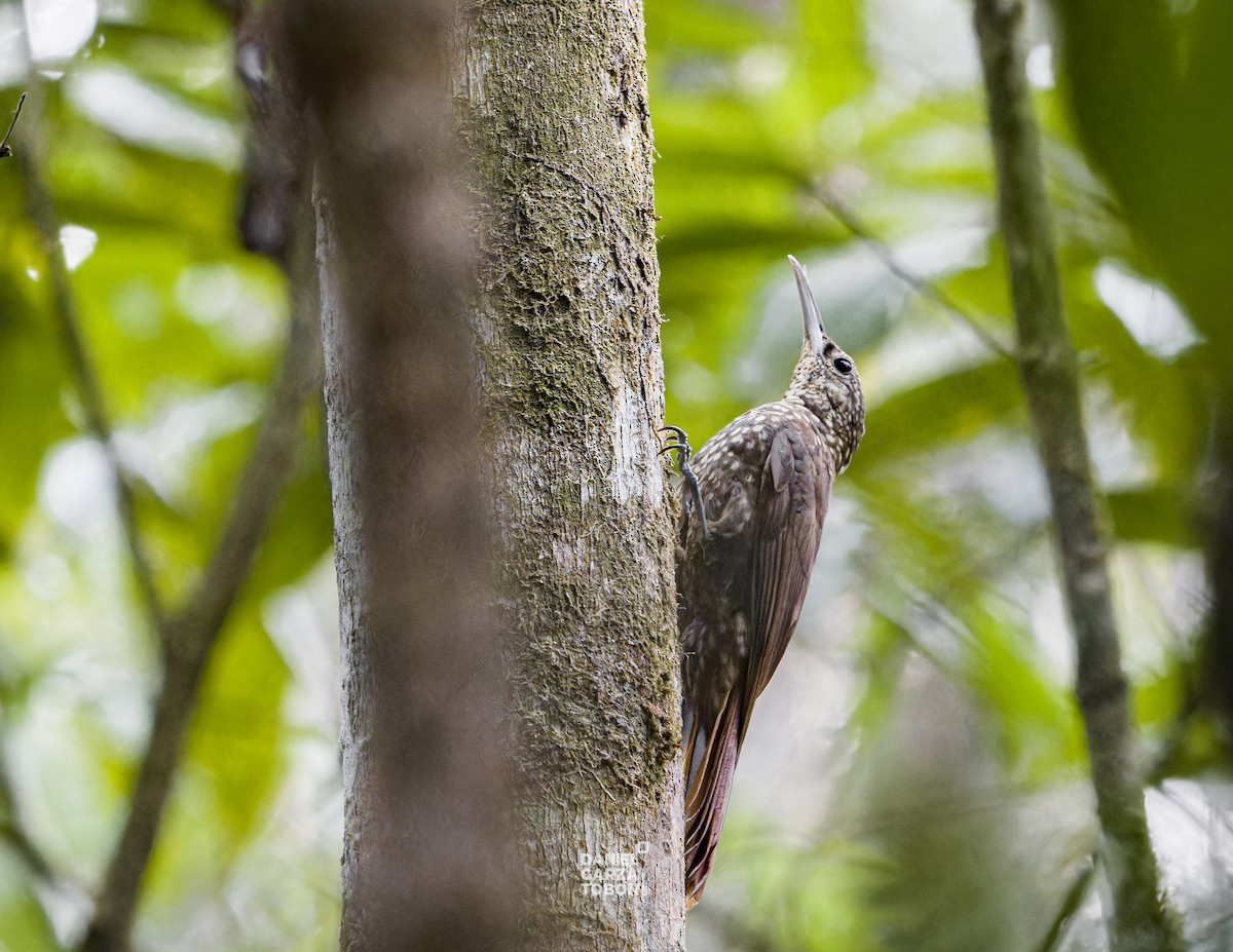 Spotted Woodcreeper (Spotted) - ML619919772