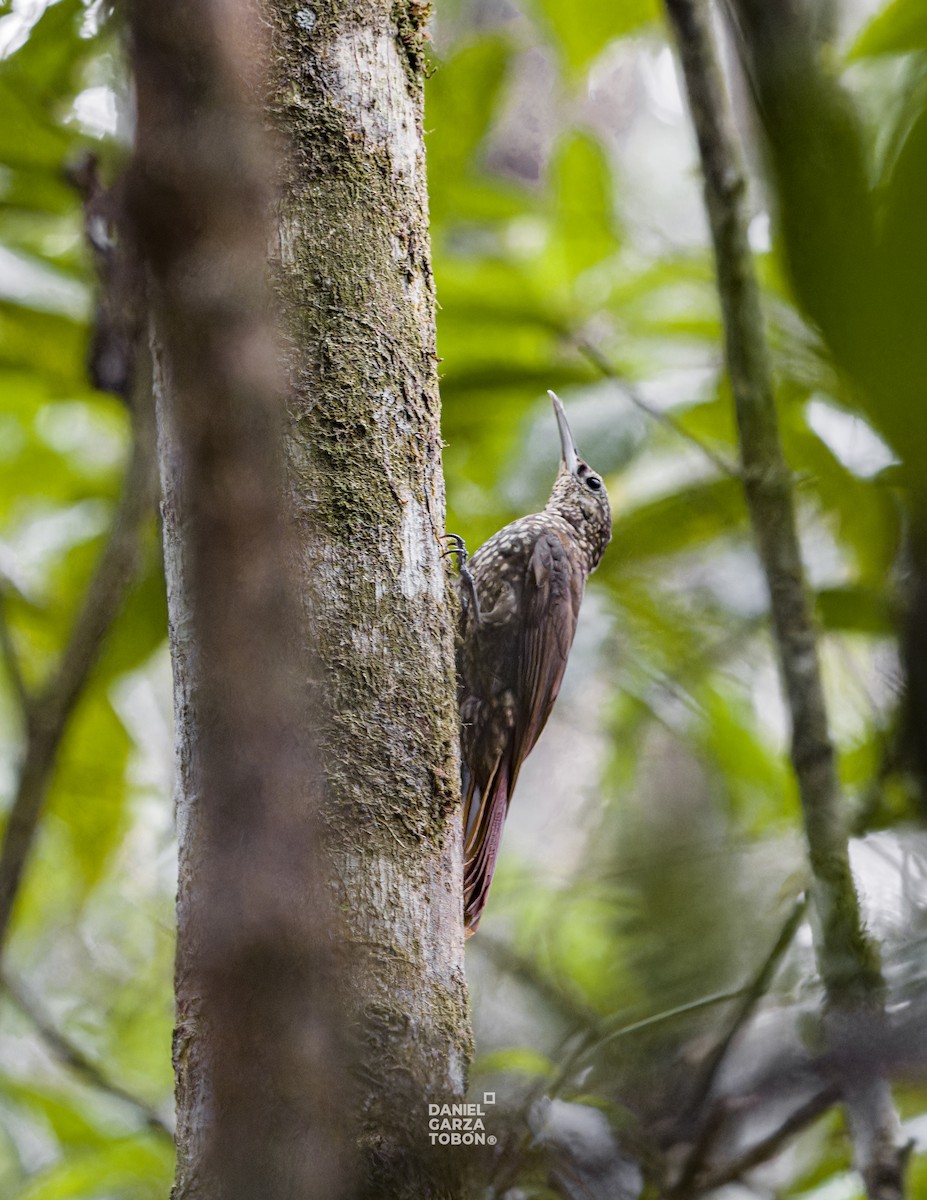Spotted Woodcreeper (Spotted) - ML619919774