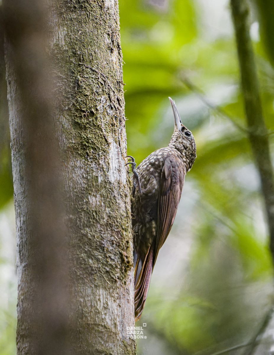 Spotted Woodcreeper (Spotted) - ML619919775