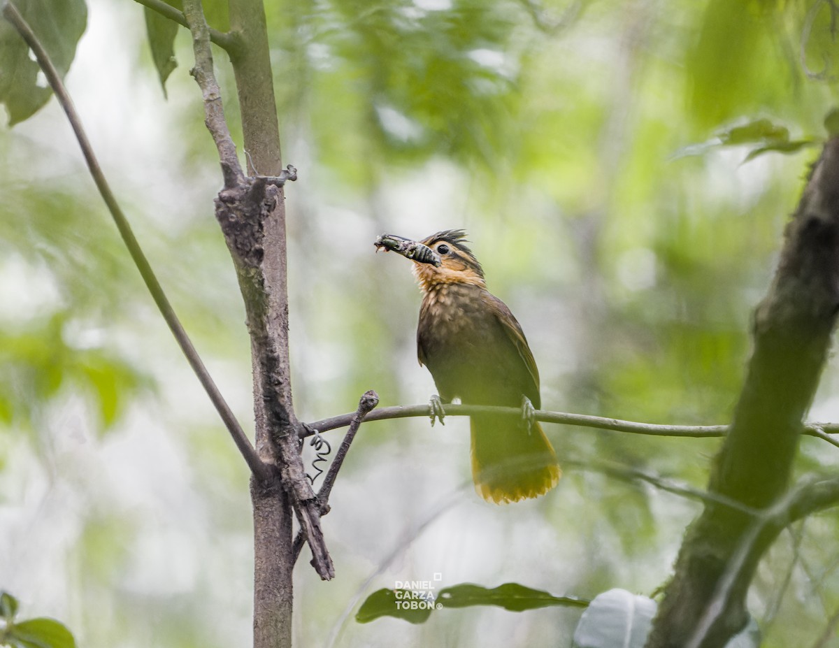 Fawn-throated Foliage-gleaner (Mexican) - Daniel Garza Tobón