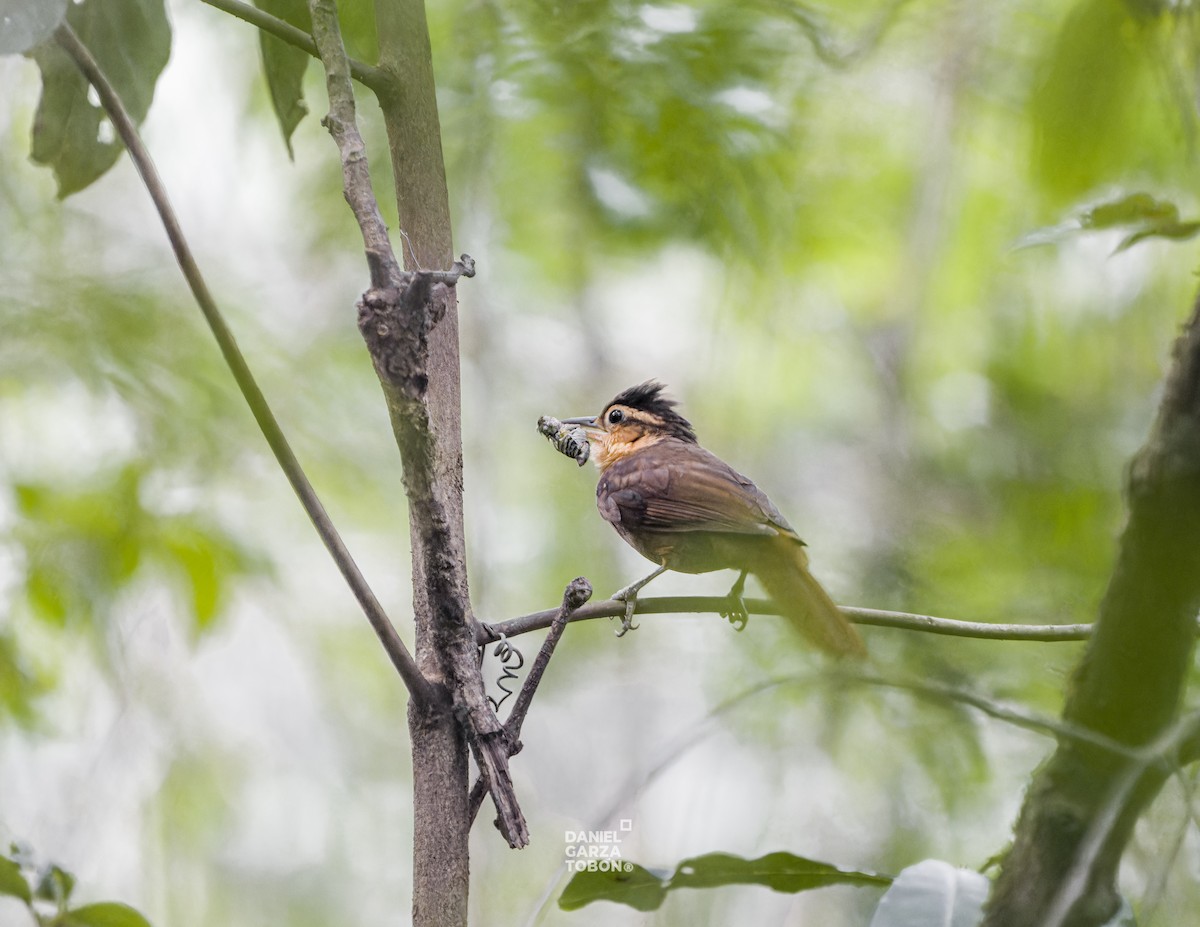 Fawn-throated Foliage-gleaner (Mexican) - ML619919785