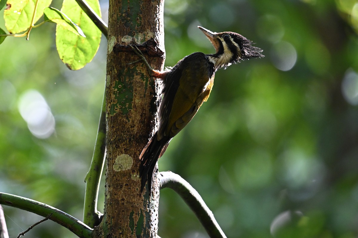 Olive-backed Woodpecker - ML619919794