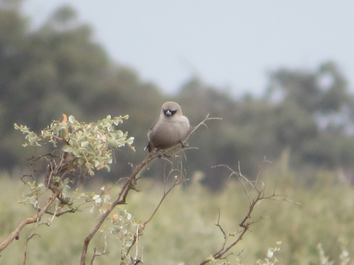 Black-faced Woodswallow - Christine D