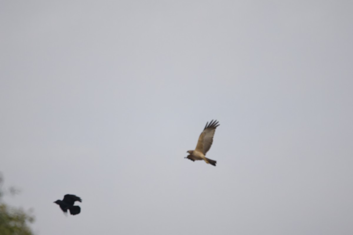 Spotted Harrier - ML619919801