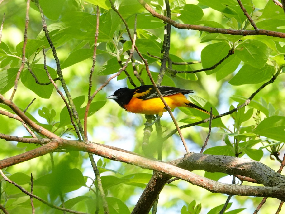 Oriole de Baltimore - ML619919807