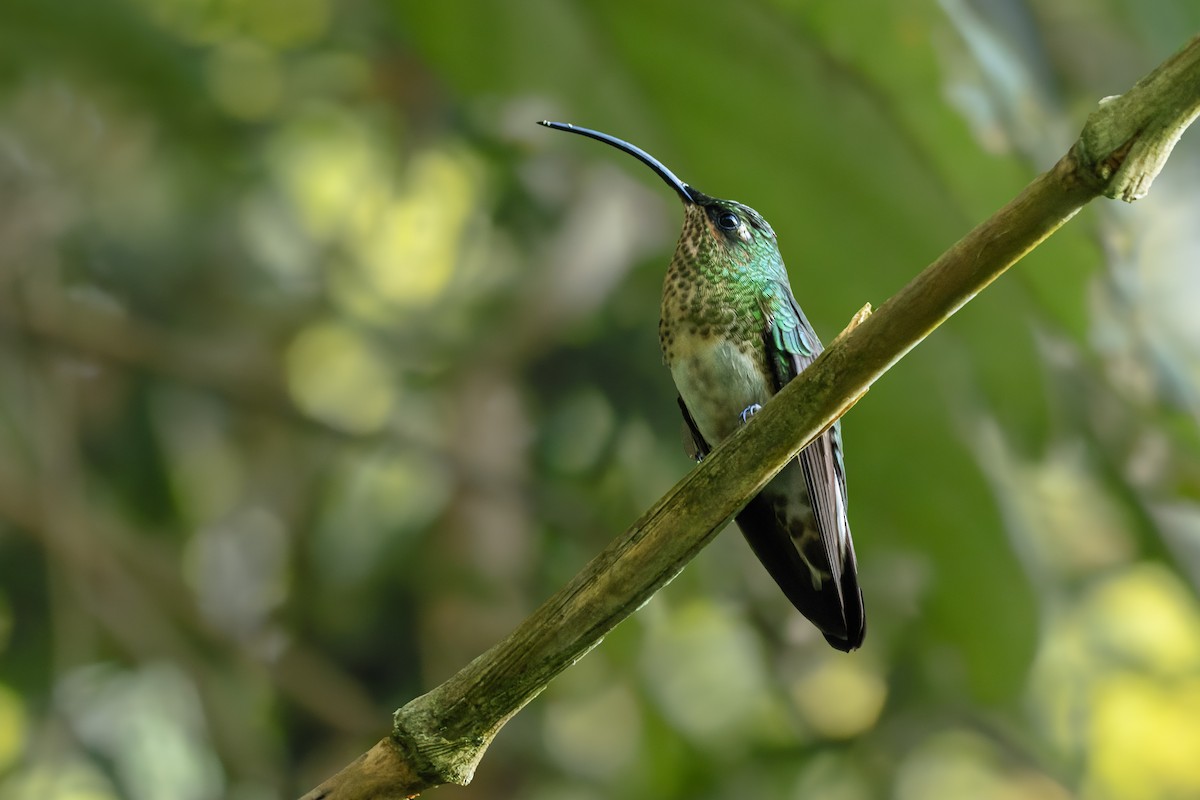 kolibřík aksamitový - ML619919812