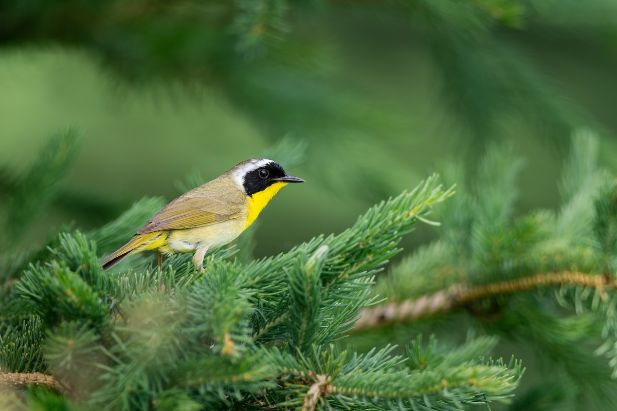 Common Yellowthroat - ML619919815