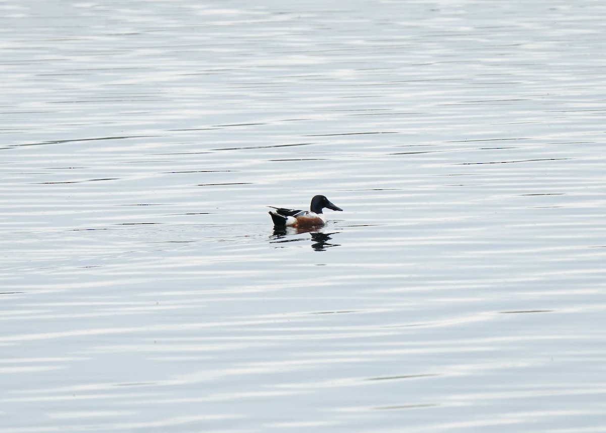 Northern Shoveler - ML619919852