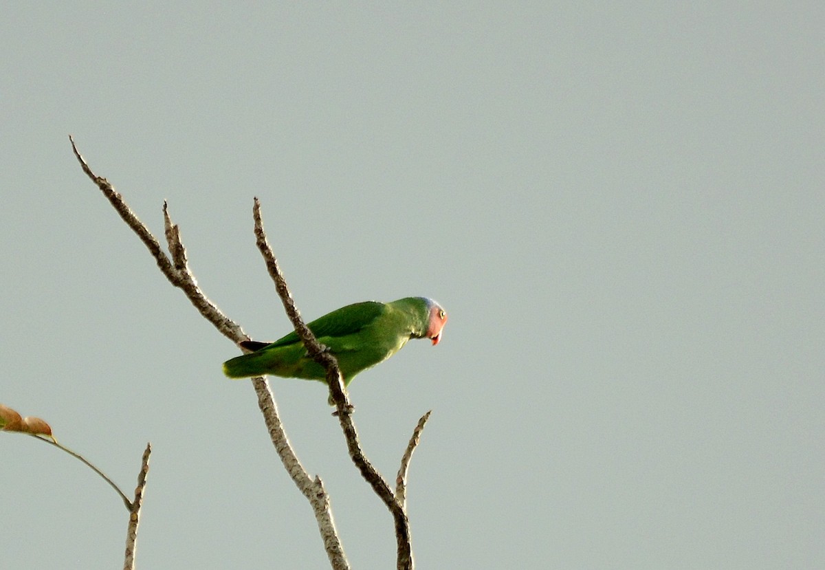 Red-cheeked Parrot - ML619919853