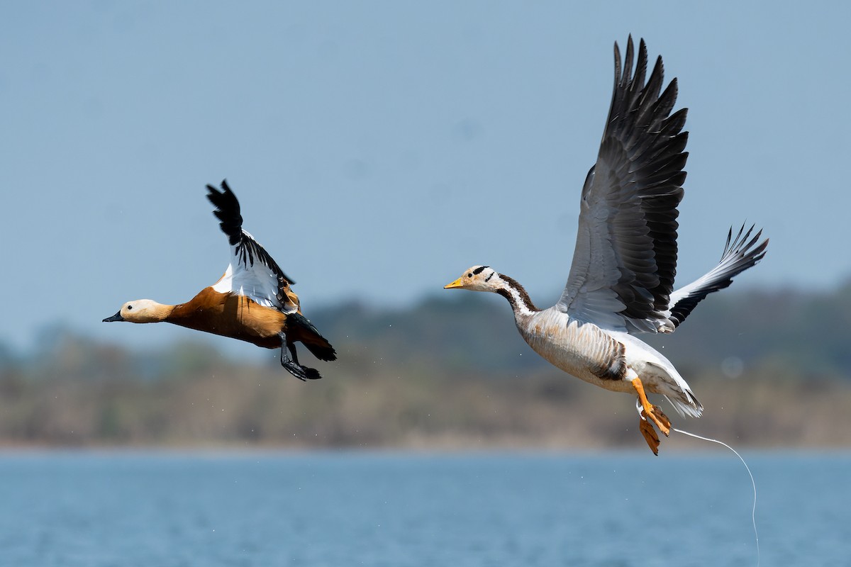 斑頭雁 - ML619919855