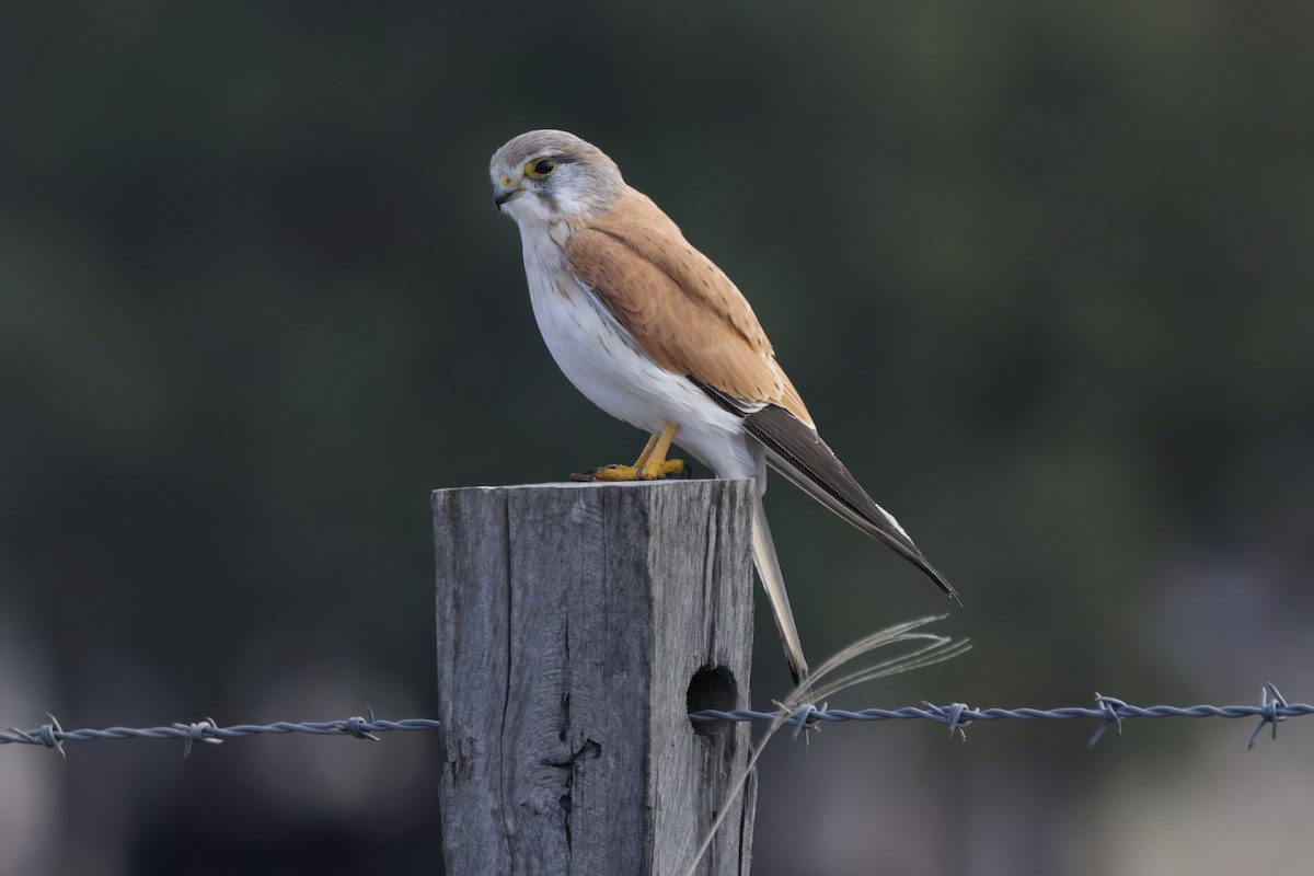 Nankeen Kestrel - ML619919856