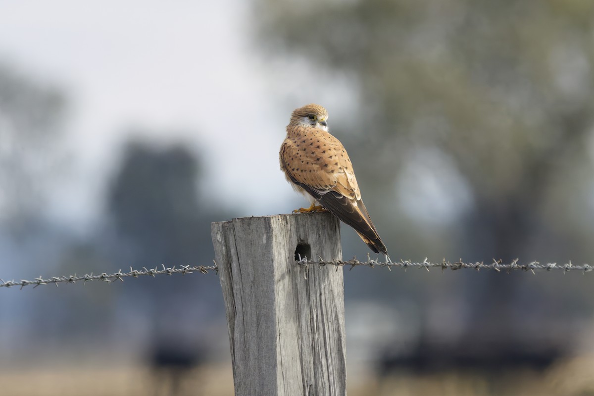 Nankeen Kestrel - ML619919858