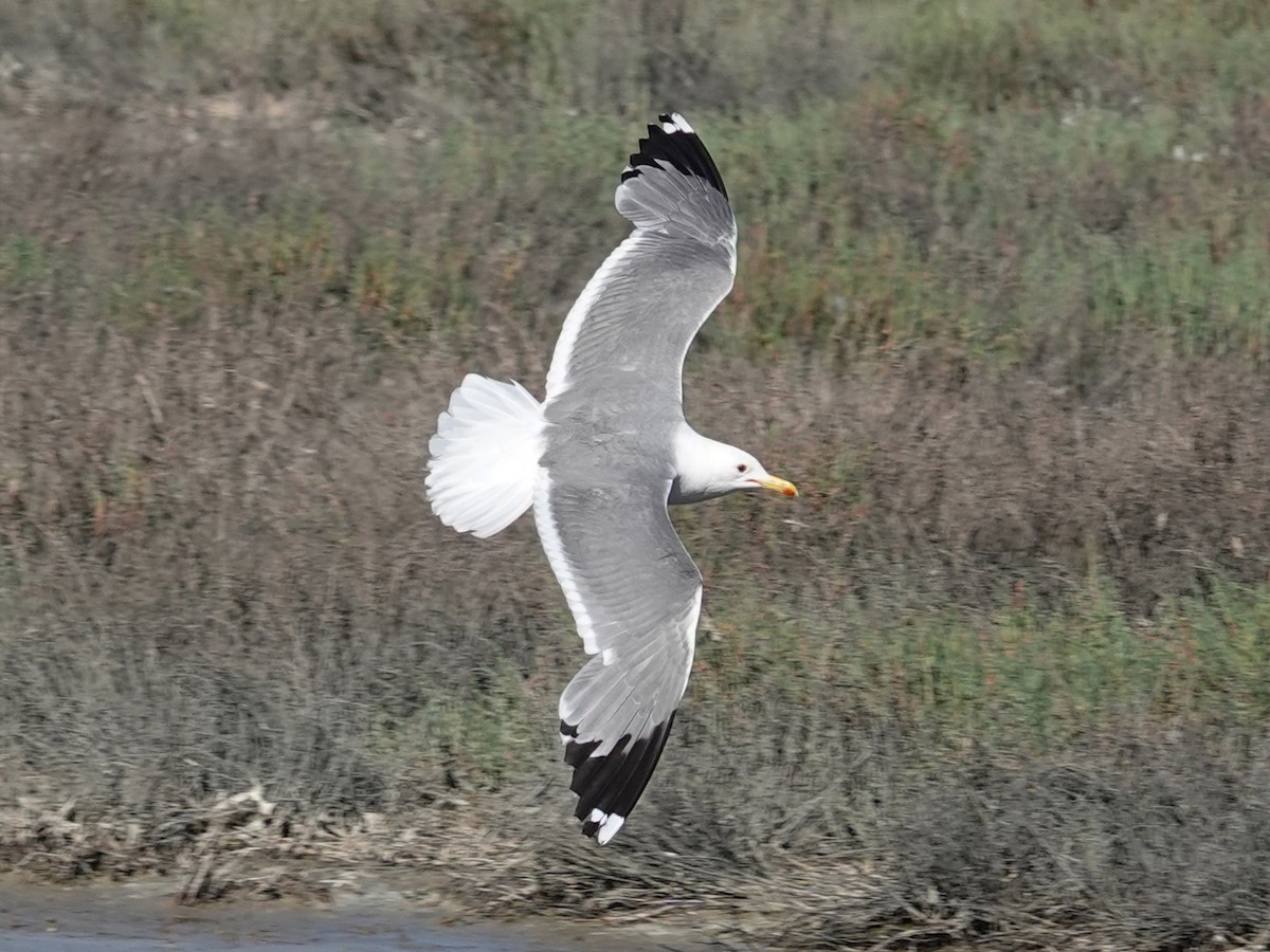 California Gull - ML619919860