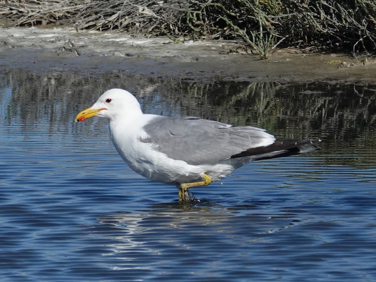 California Gull - Barry Reed