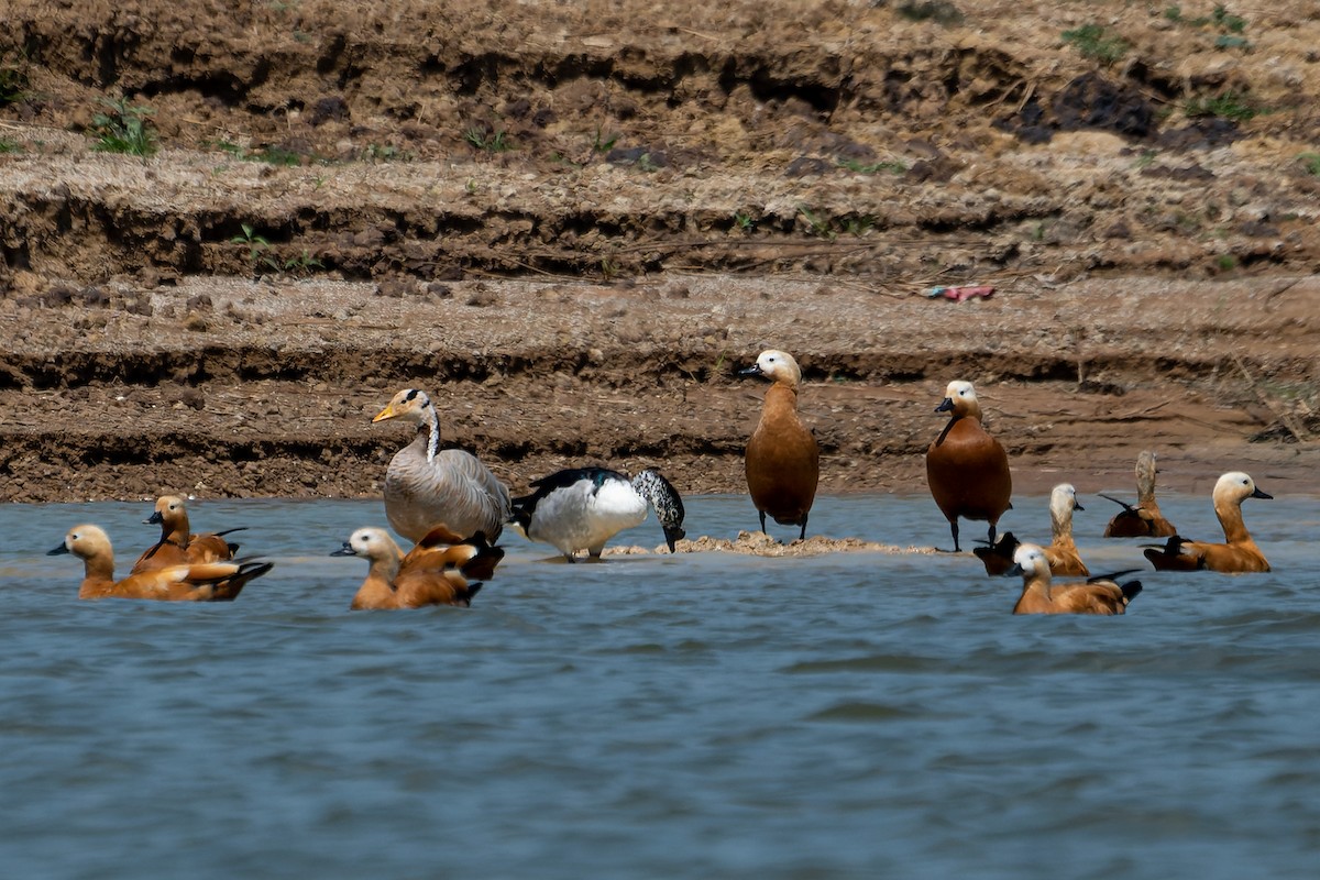 瀆鳧 - ML619919862