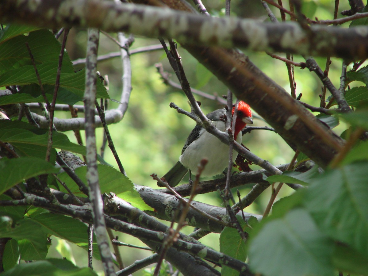 Red-crested Cardinal - ML619919864