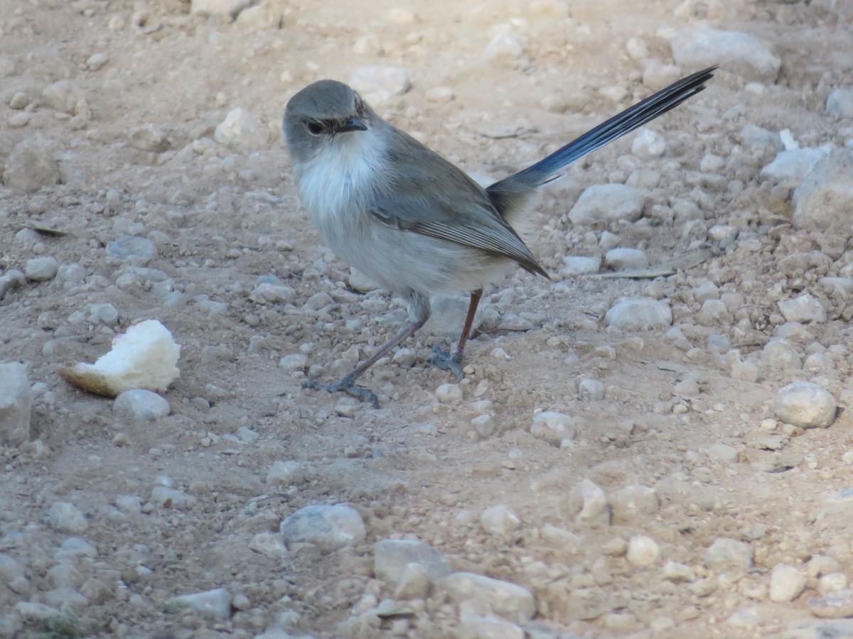 Superb Fairywren - ML619919868