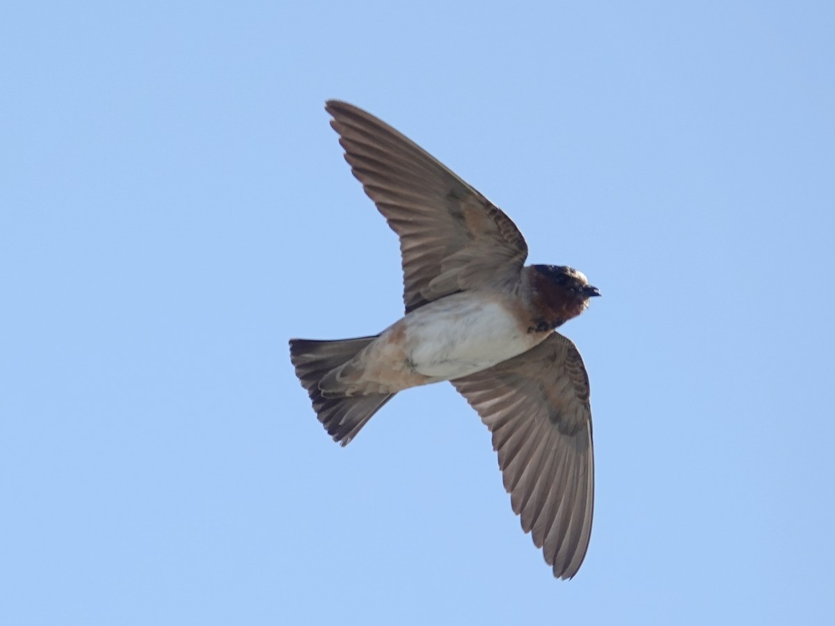 Cliff Swallow (pyrrhonota Group) - ML619919869