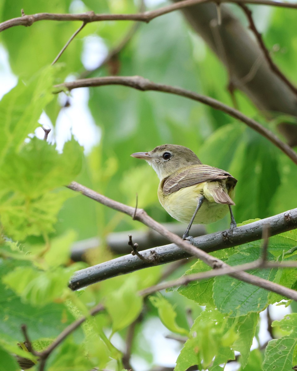 Bell's Vireo - ML619919872