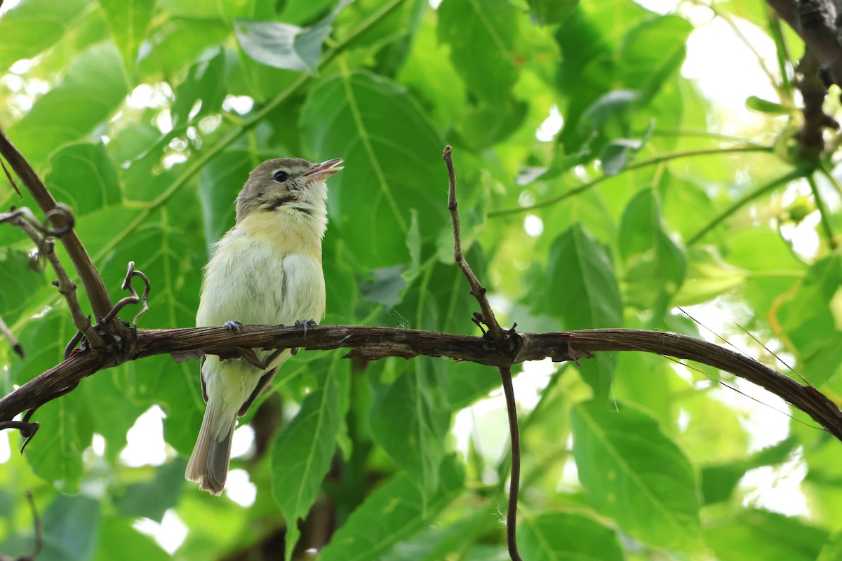 Bell's Vireo - ML619919873