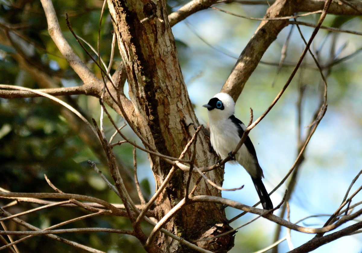 Frill-necked Monarch - ML619919898