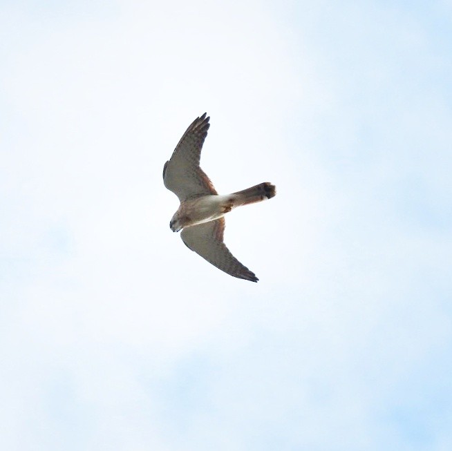 Nankeen Kestrel - ML619919900