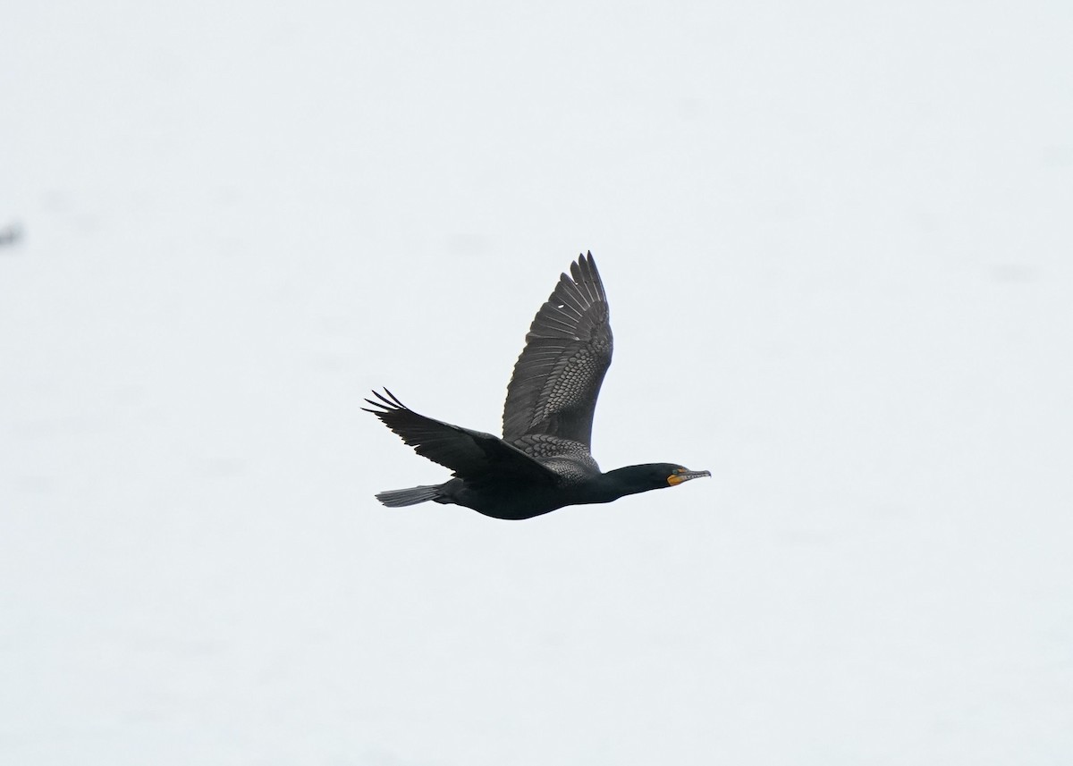 Double-crested Cormorant - ML619919911