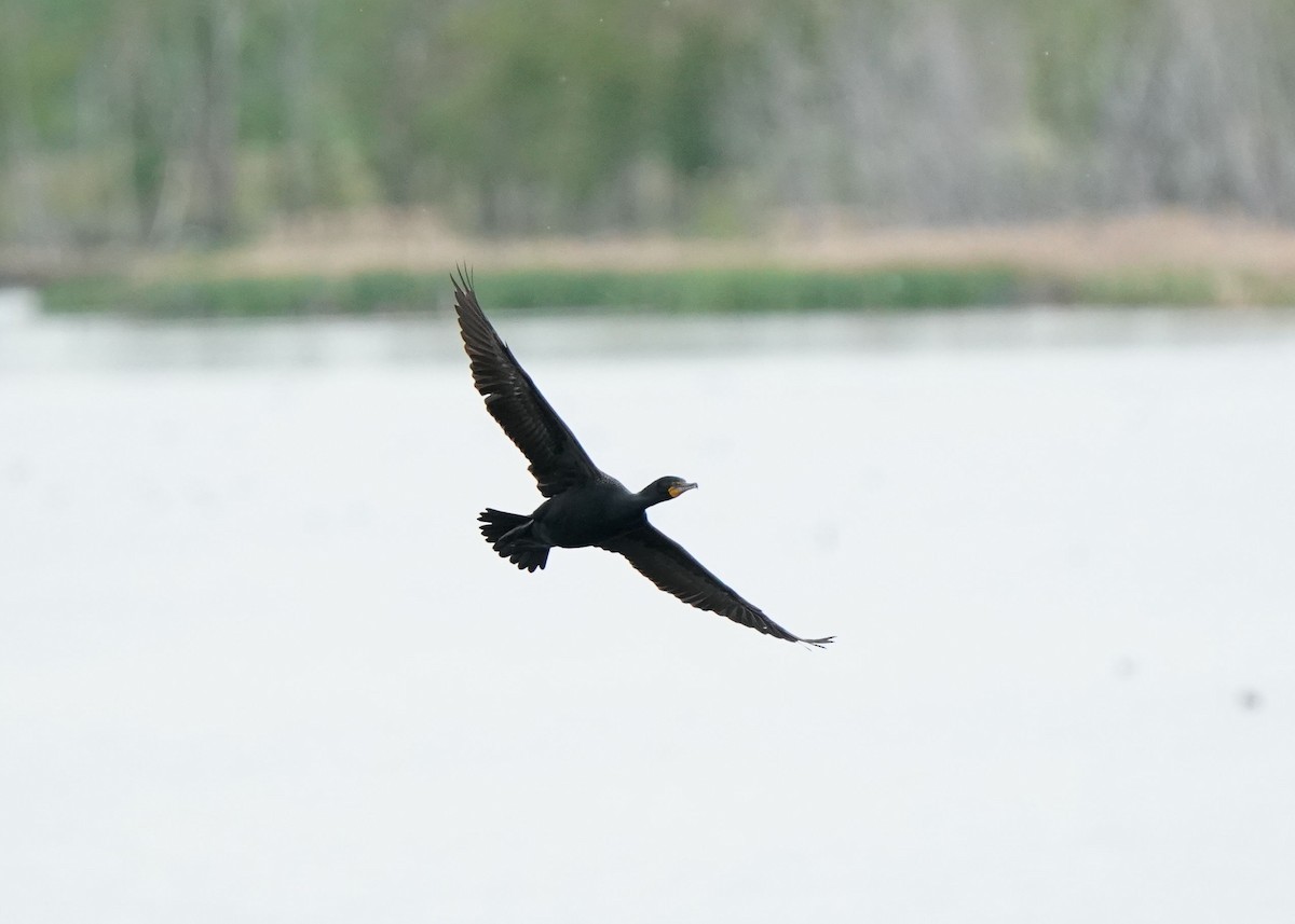 Double-crested Cormorant - ML619919912