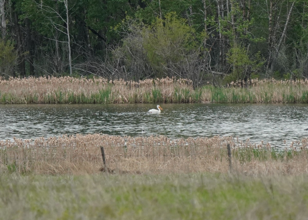 American White Pelican - ML619919915