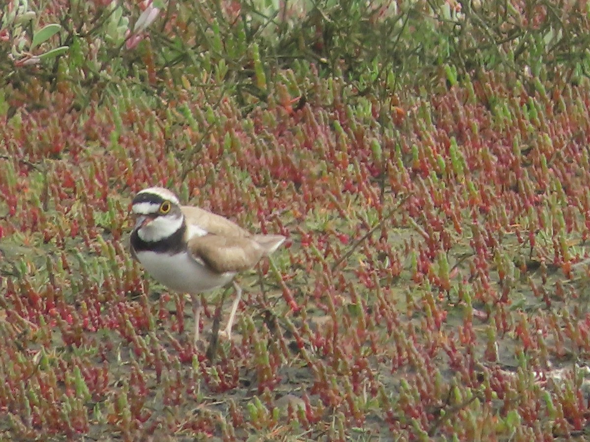 Little Ringed Plover - ML619919919