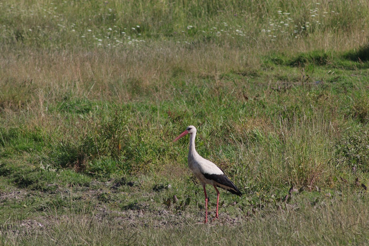 White Stork - ML619919932