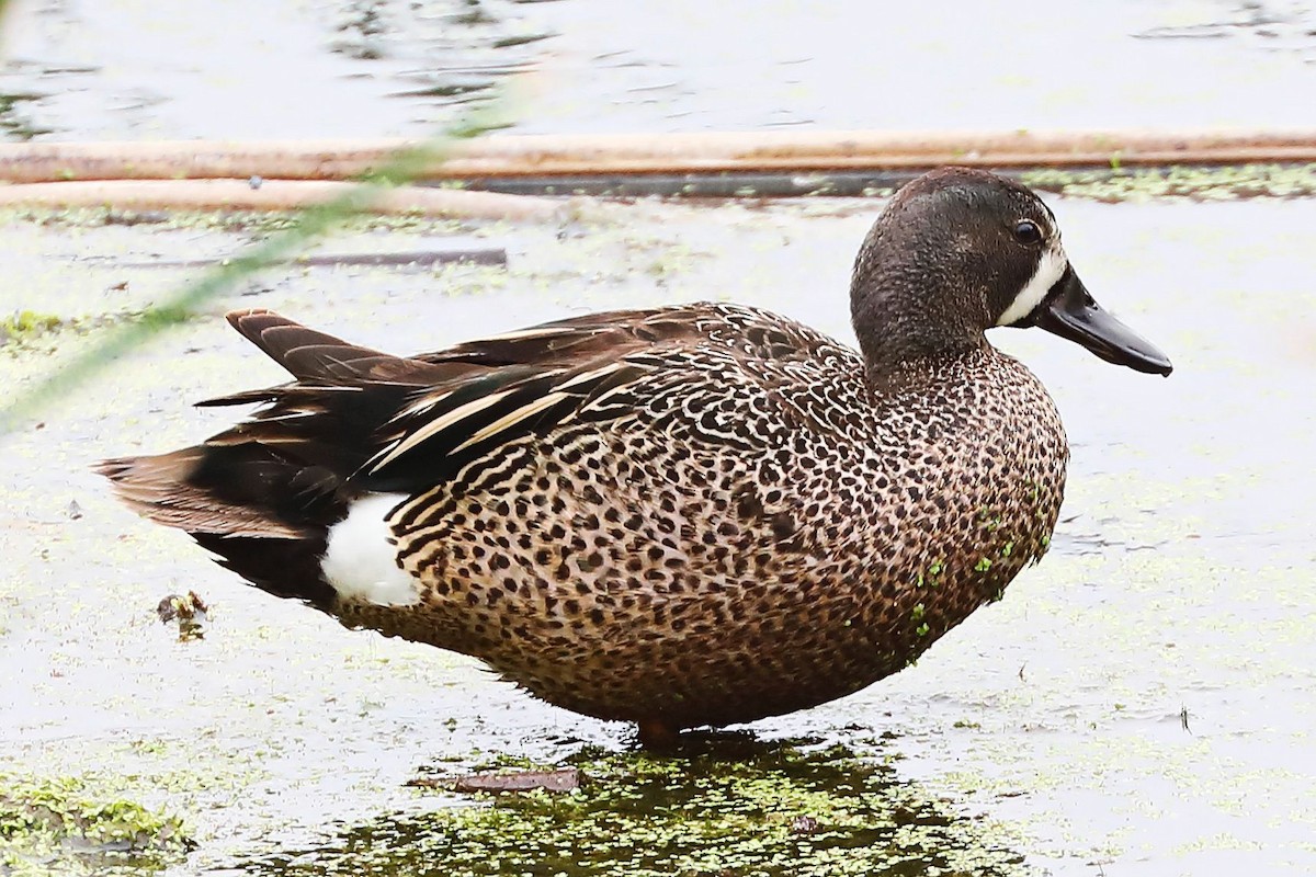 Blue-winged Teal - ML619919933