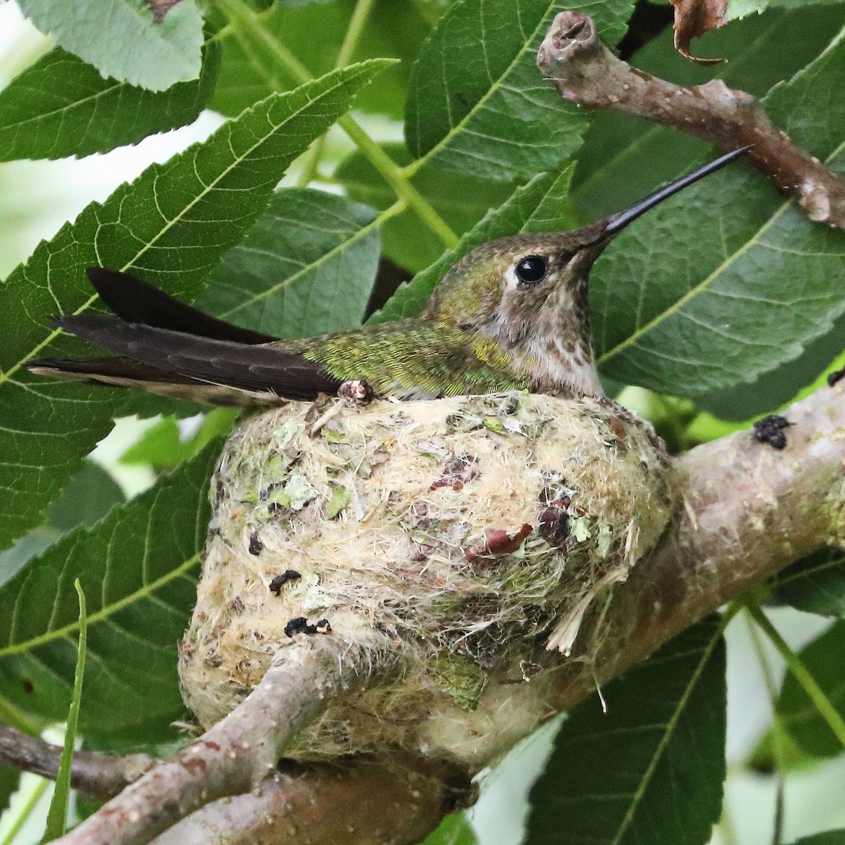 Anna's Hummingbird - ML619919951