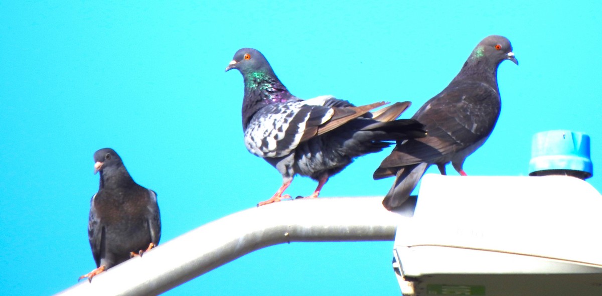 Rock Pigeon (Feral Pigeon) - ML619919961