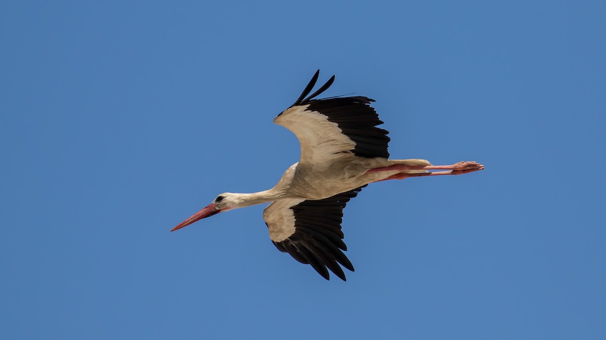 White Stork - ML619919963