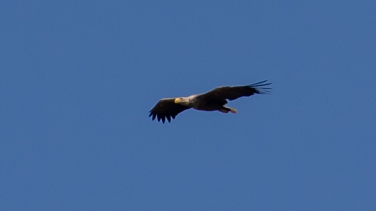 White-tailed Eagle - ML619919984