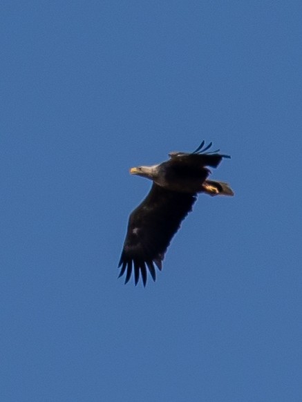 White-tailed Eagle - ML619919985
