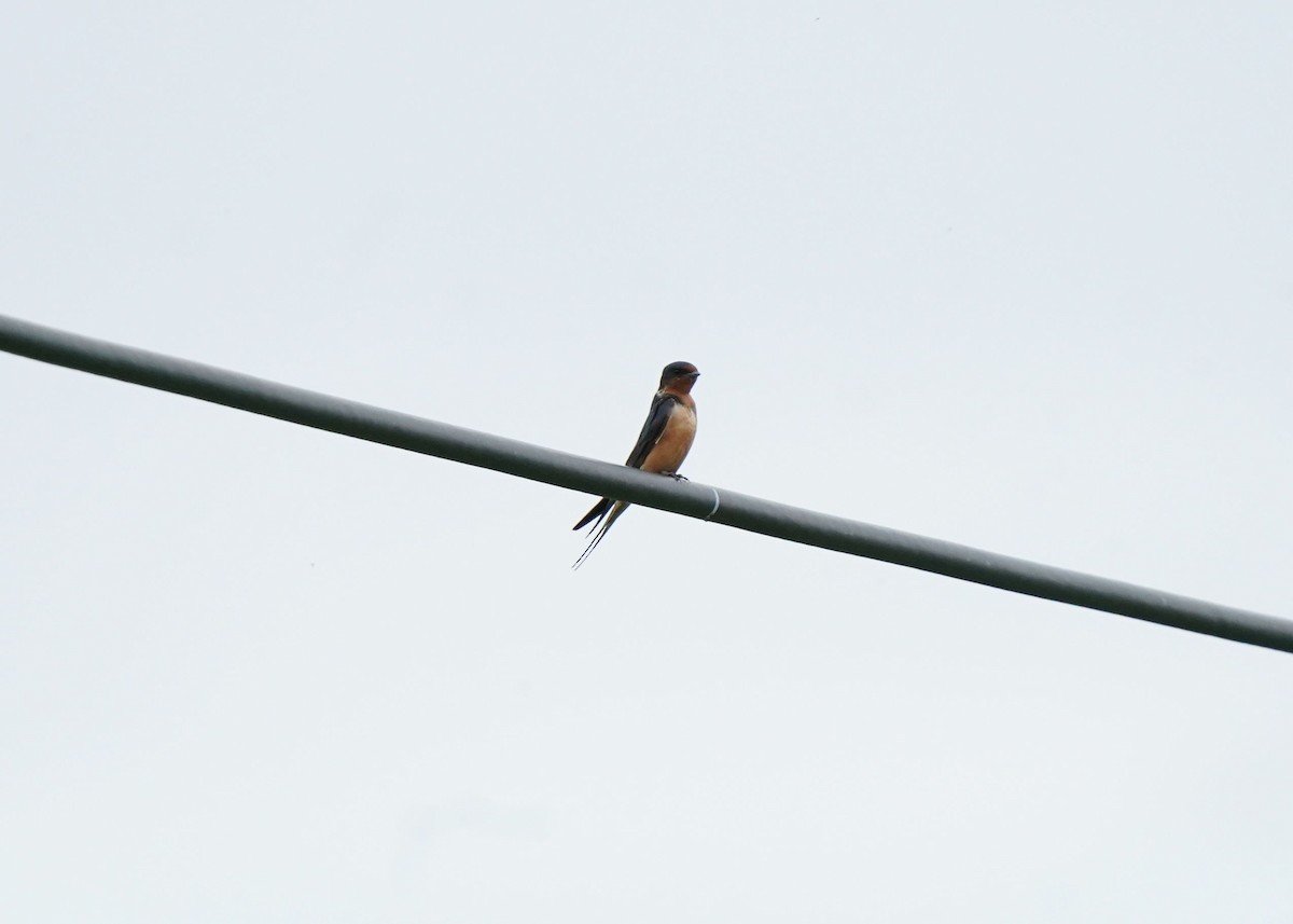 Barn Swallow - ML619919988