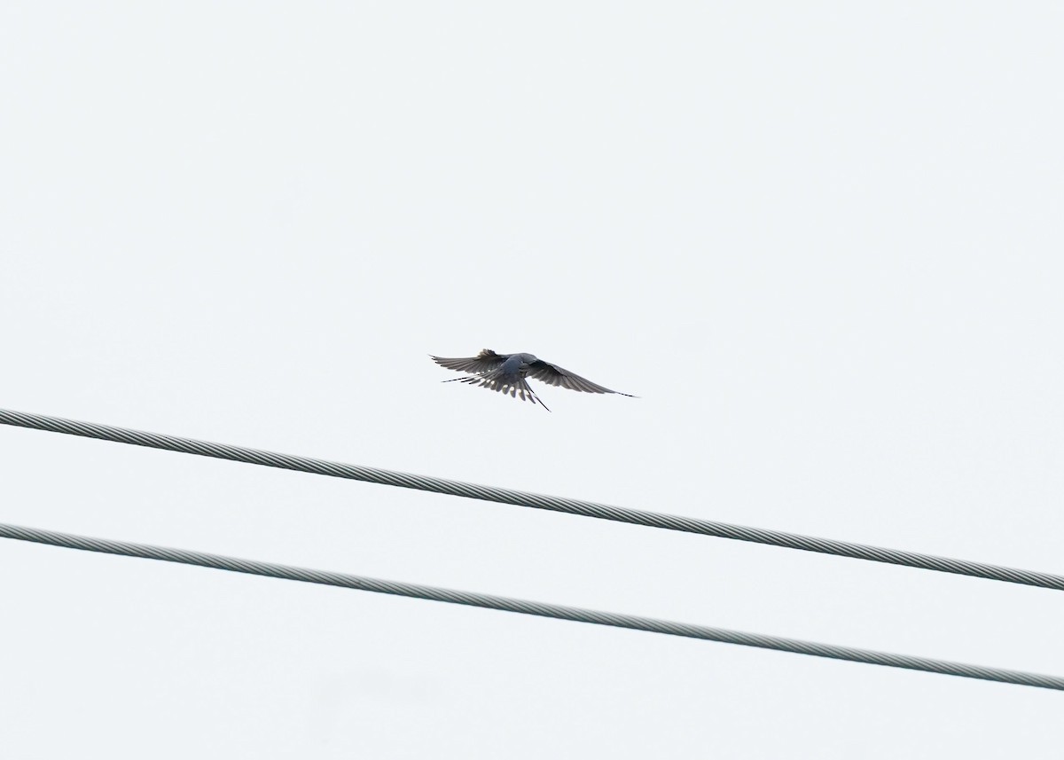 Barn Swallow - ML619919989